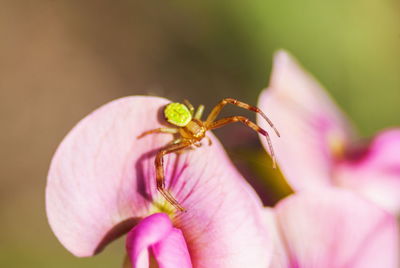 Close-up of insect on pink flower