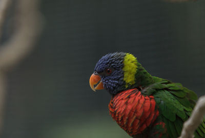 Close-up of a parrot against blurred background