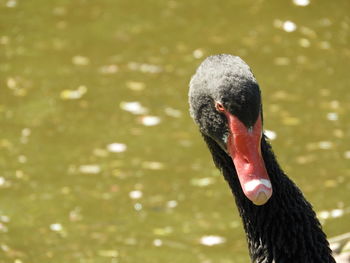 Close-up of swan swimming in lake