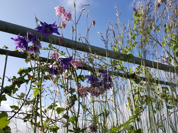 Low angle view of flowering plant against sky