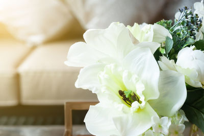 Close-up of white rose at home