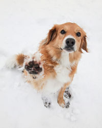 Dog on snow covered field, happy dog giving a high five