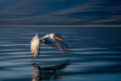 Bird flying over lake