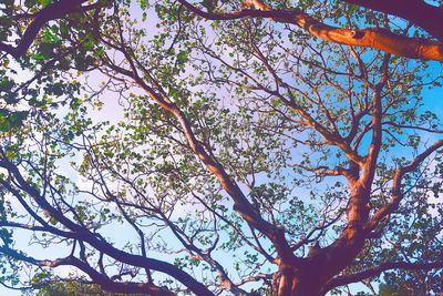 Low angle view of trees against sky