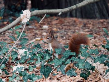 Close-up of squirrel on plant