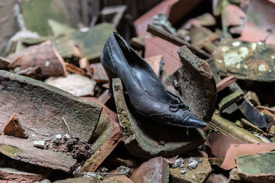 Close-up of frog