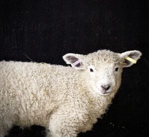 Close-up portrait of a sheep