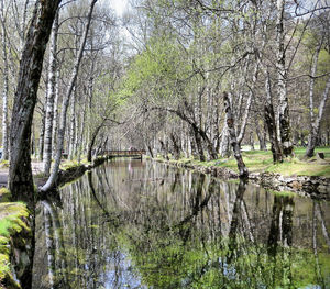 Scenic view of lake in forest