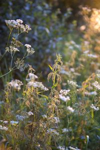 Close-up of plant against blurred background
