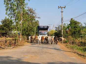 Cows grazing on road against sky