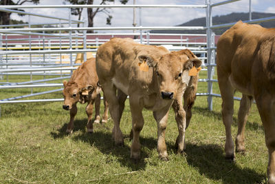 Cows on field