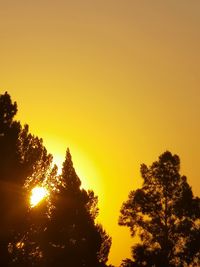 Low angle view of silhouette trees against orange sky