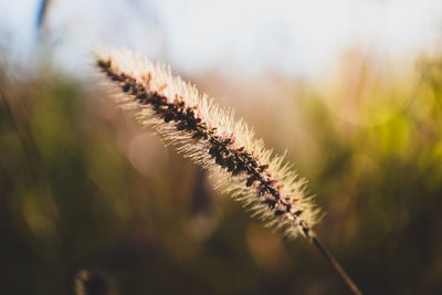 Close-up of plant during winter