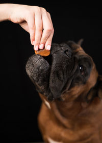 A german boxer dog takes a dog treat from the hands of its owner close-up on a black background