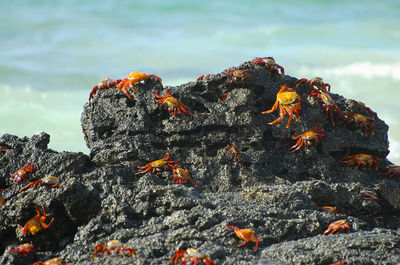 Close-up of fish in sea against sky