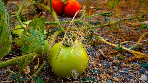 Close-up of fruits on field