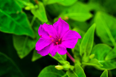 Close-up of pink flower