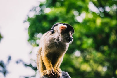 Close-up of monkey looking away