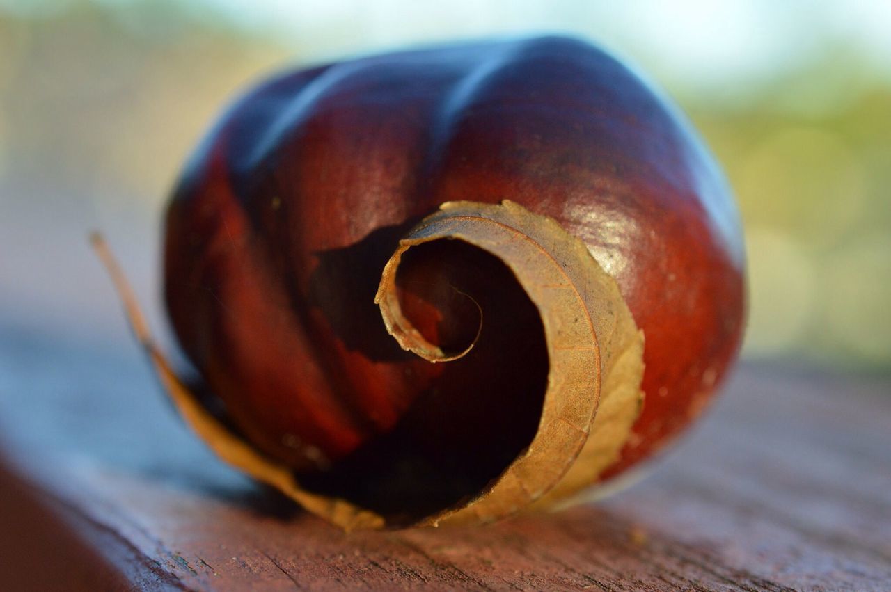 close-up, focus on foreground, still life, single object, freshness, selective focus, no people, table, brown, nature, fragility, day, wood - material, outdoors, two objects, pattern, beauty in nature, high angle view, natural pattern