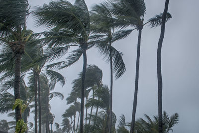 Low angle view of palm trees against sky