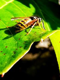 Close-up of insect on leaf