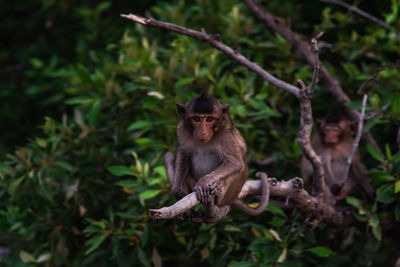 Monkey sitting on tree