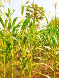 Close-up of crops growing on field against sky