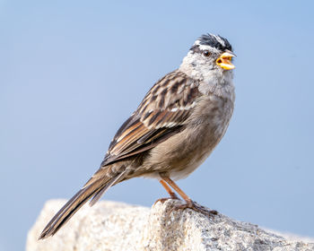 Close up of a white-crowned sparrow perching on a rock.