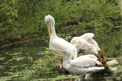 White swan in a lake