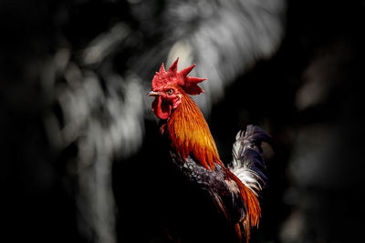 Close-up of rooster