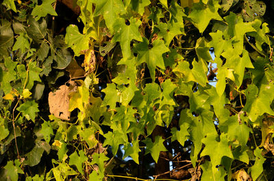 Full frame shot of yellow leaves