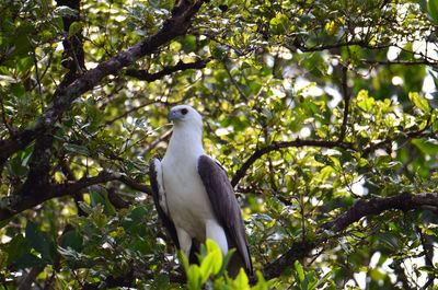 Low angle view of bird perching on tree