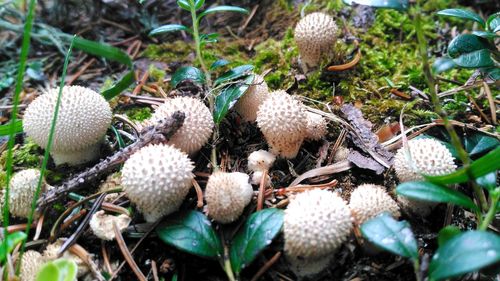 High angle view of mushrooms growing on field