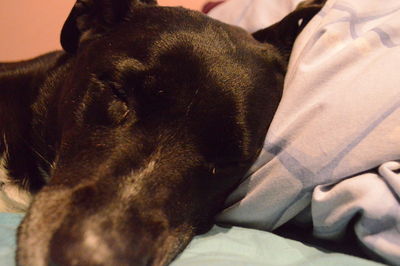 Close-up of dog on bed