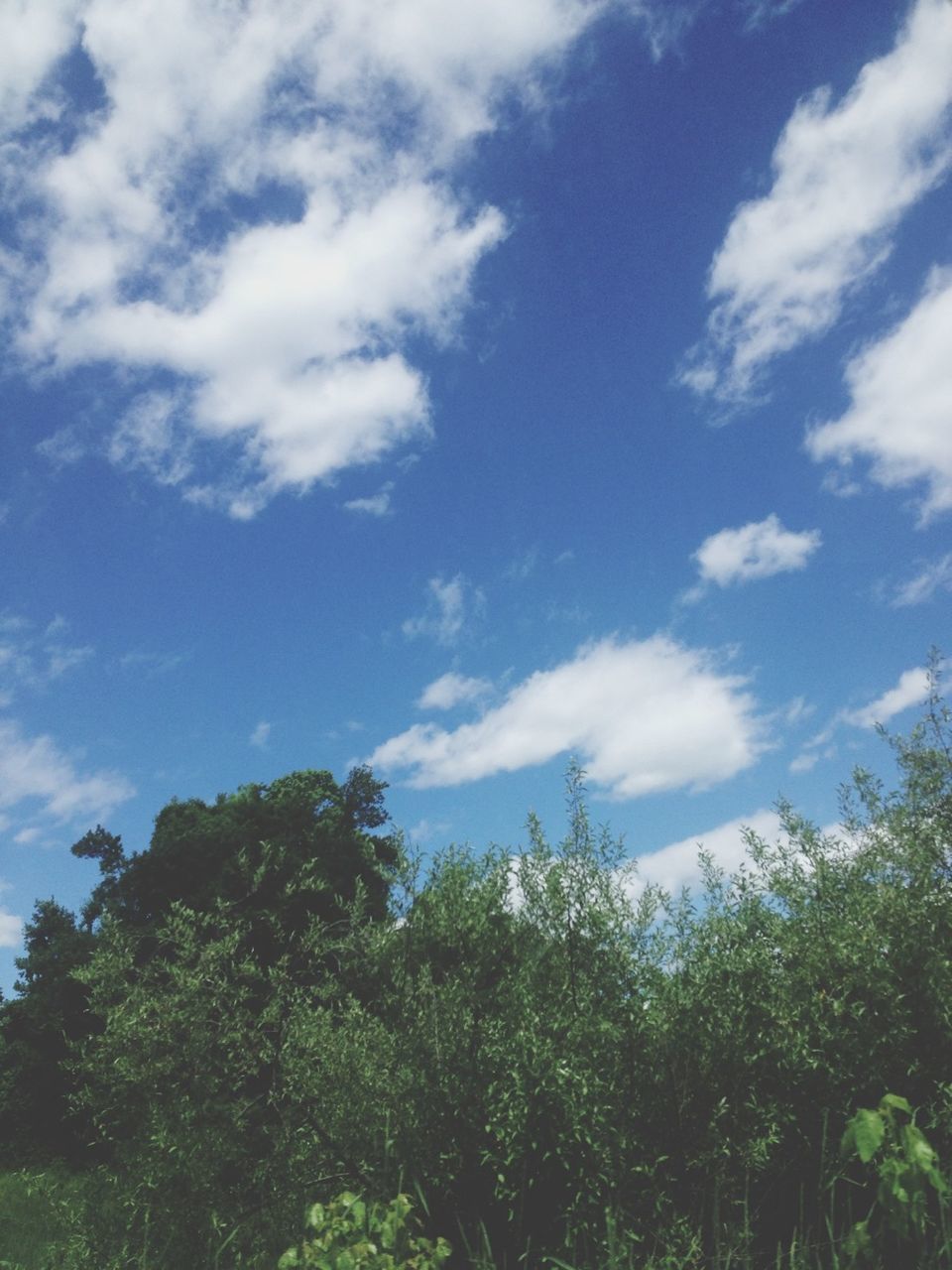 tree, sky, low angle view, growth, tranquility, beauty in nature, nature, green color, tranquil scene, cloud - sky, scenics, lush foliage, cloud, blue, day, outdoors, forest, no people, green, cloudy