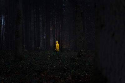 Yellow trees growing in forest