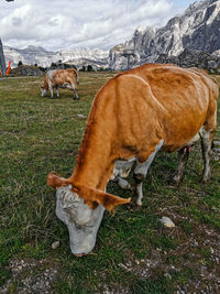 Alpine pastures with cows