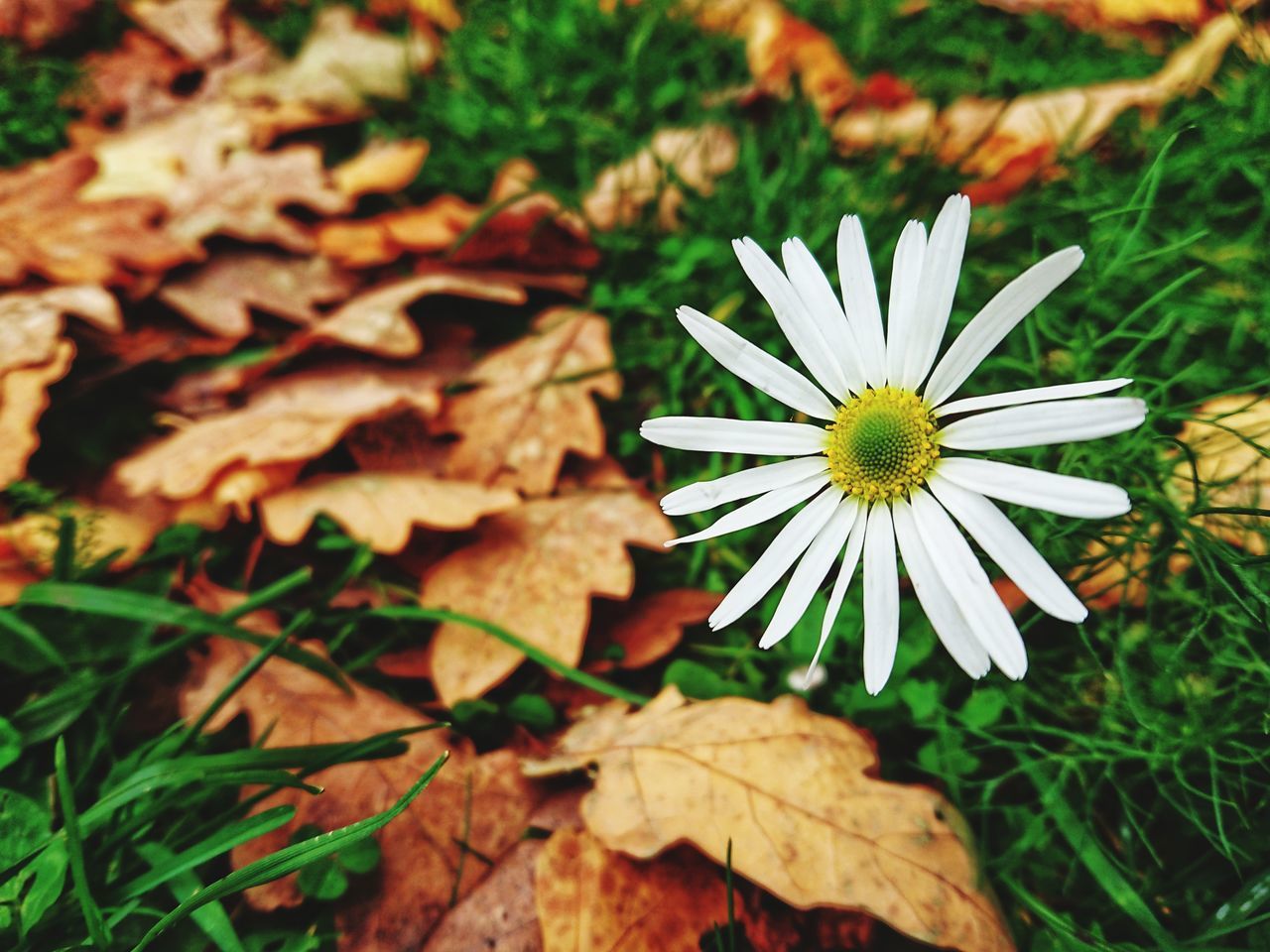 CLOSE-UP OF WHITE FLOWERING PLANT IN FIELD