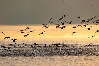 Flock of birds flying over sea during sunset