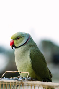 Close-up of parrot perching