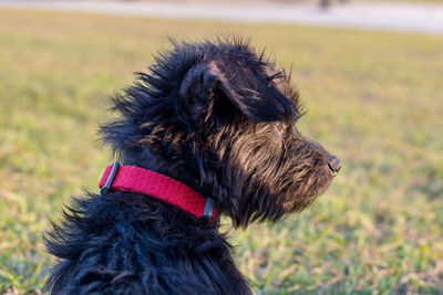 Close-up of dog looking away