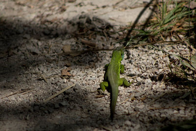 Close-up of plant growing on field