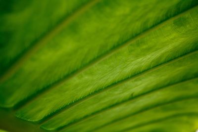 Full frame shot of leaf