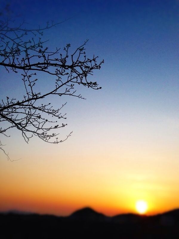 sunset, silhouette, tranquil scene, clear sky, tranquility, scenics, beauty in nature, landscape, nature, orange color, copy space, idyllic, sun, tree, sky, bare tree, blue, sunlight, horizon over land, non urban scene