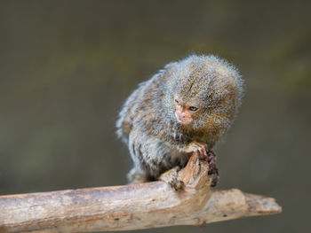 Fluffy pygmy marmoset is perching on tree branch. portrait of one of world's smallest monkey.