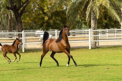 Horses running in a field