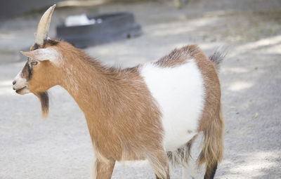 Side view of a horse on field