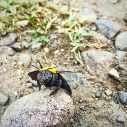 Close-up of insect