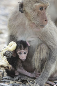 Close-up of monkey