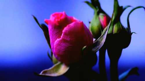 Close-up of pink flowers